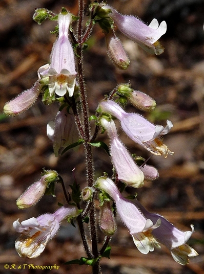 {Penstemon australis}